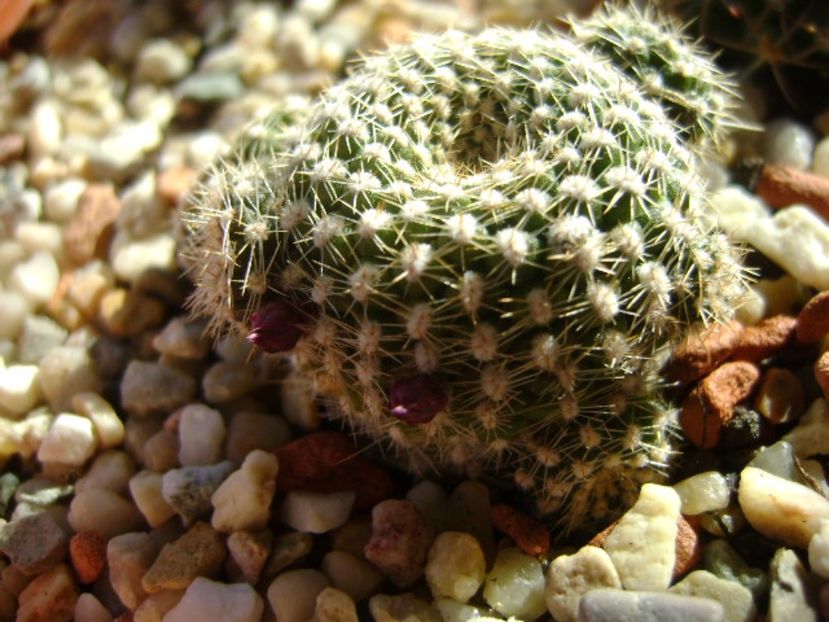 Rebutia krainziana - Cactusi 2017
