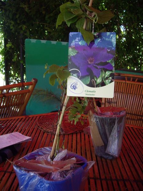 IMGP0282 - achizitii -2017 Maria Clematite