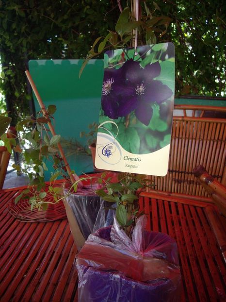 IMGP0284 - achizitii -2017 Maria Clematite