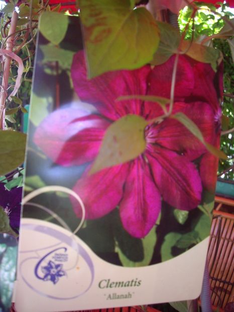Allanah - achizitii -2017 Maria Clematite