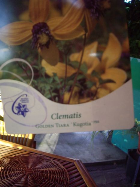 Golden Tiara - achizitii -2017 Maria Clematite