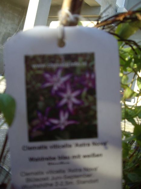 Astra Nova - achizitii -2017 Maria Clematite