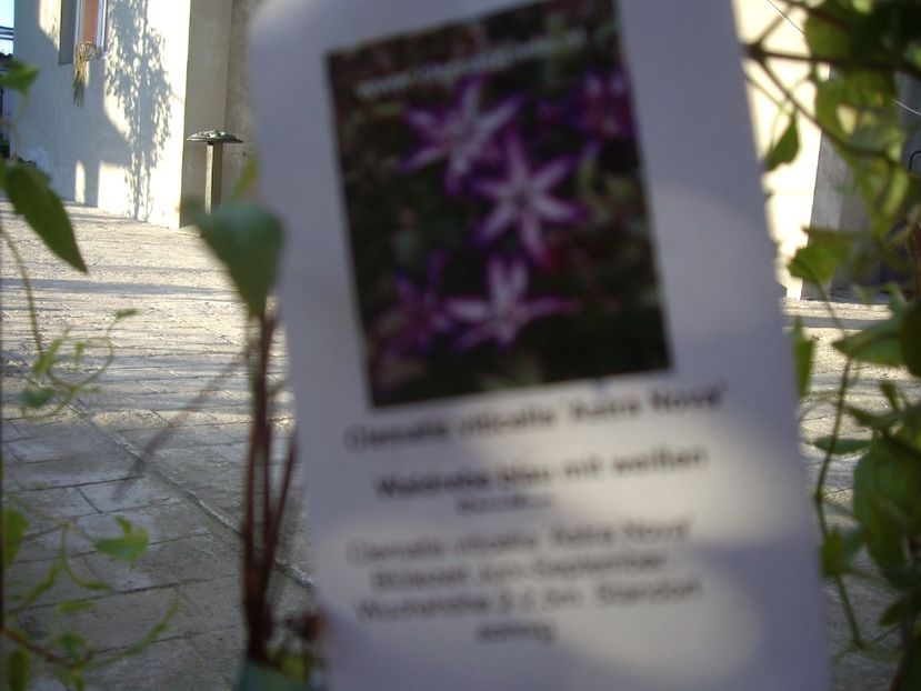 IMGP0292 - achizitii -2017 Maria Clematite