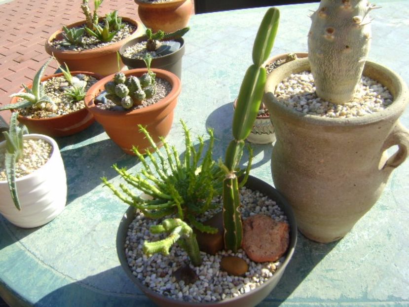 Cissus quadrangularis - Suculente 2017