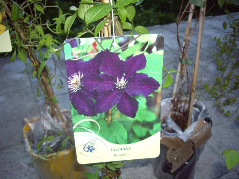 IMGP0298 - achizitii -2017 Maria Clematite