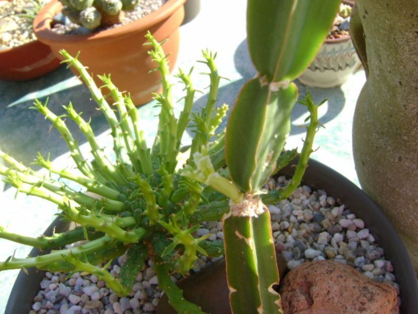 Cissus quadrangularis, lastar nou - Suculente 2017