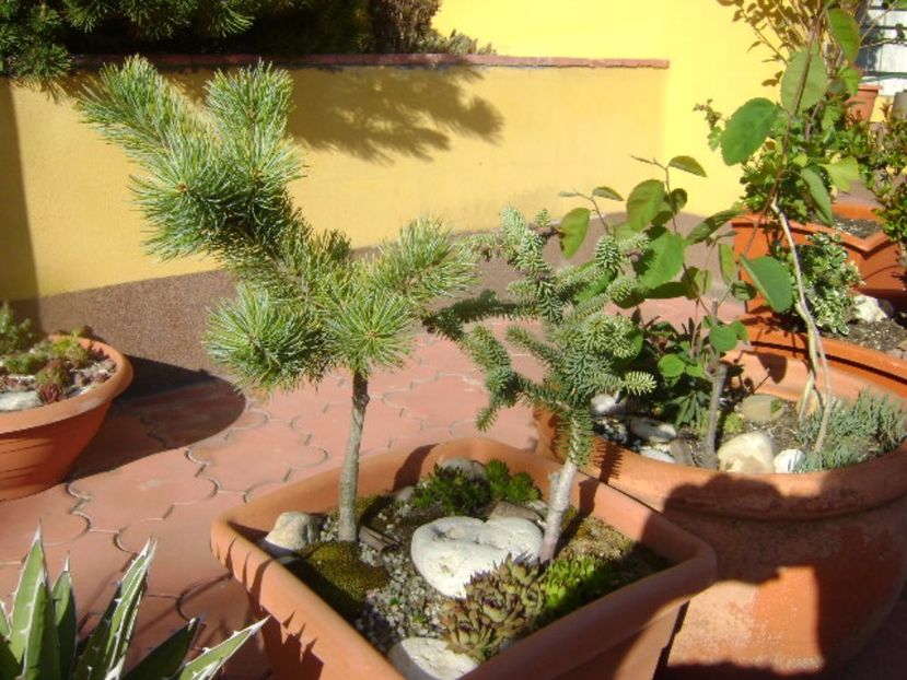 Abies pinsapo & Pinus ”Shizukagoten” - Primavara 2017