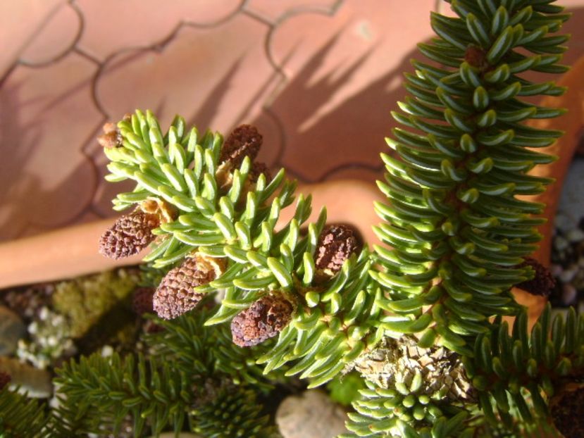 Abies pinsapo, conuri - Primavara 2017