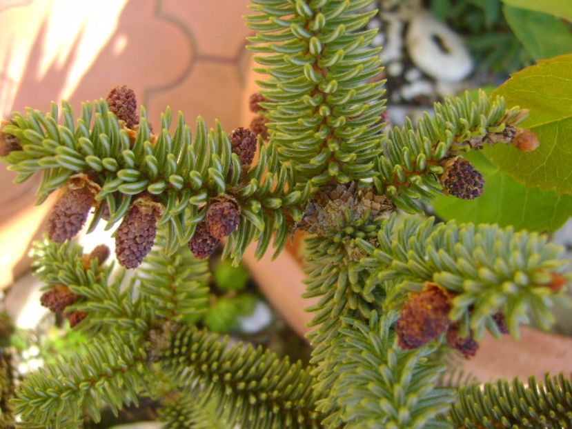 Abies pinsapo, conuri - Primavara 2017