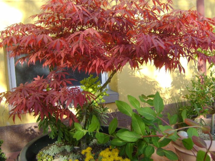 Artar japonez & Lonicera sempervirens Dropmore Scarlet - Primavara 2017