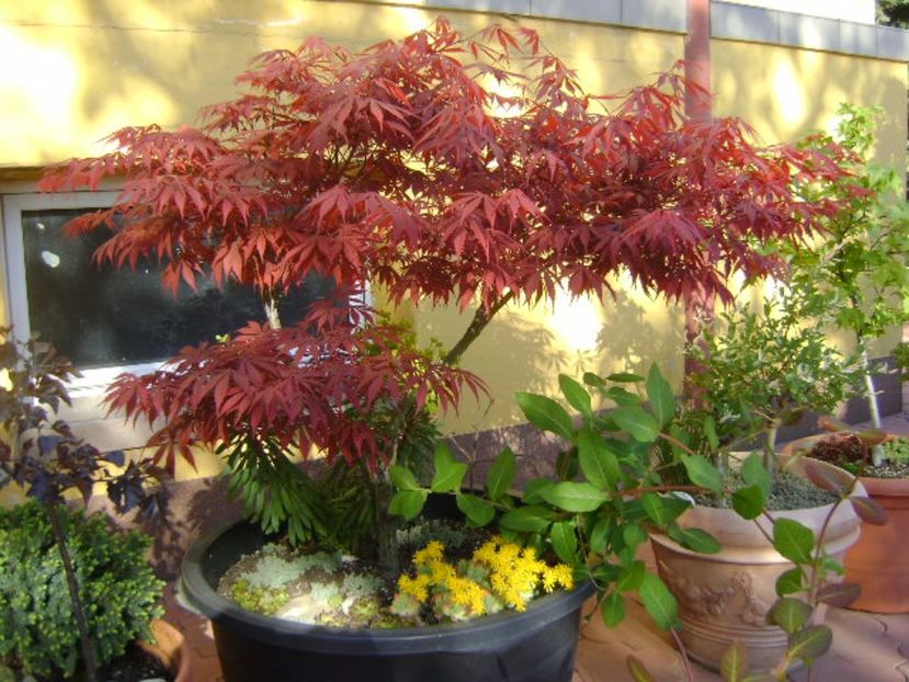 Artar japonez & Lonicera sempervirens Dropmore Scarlet - Primavara 2017