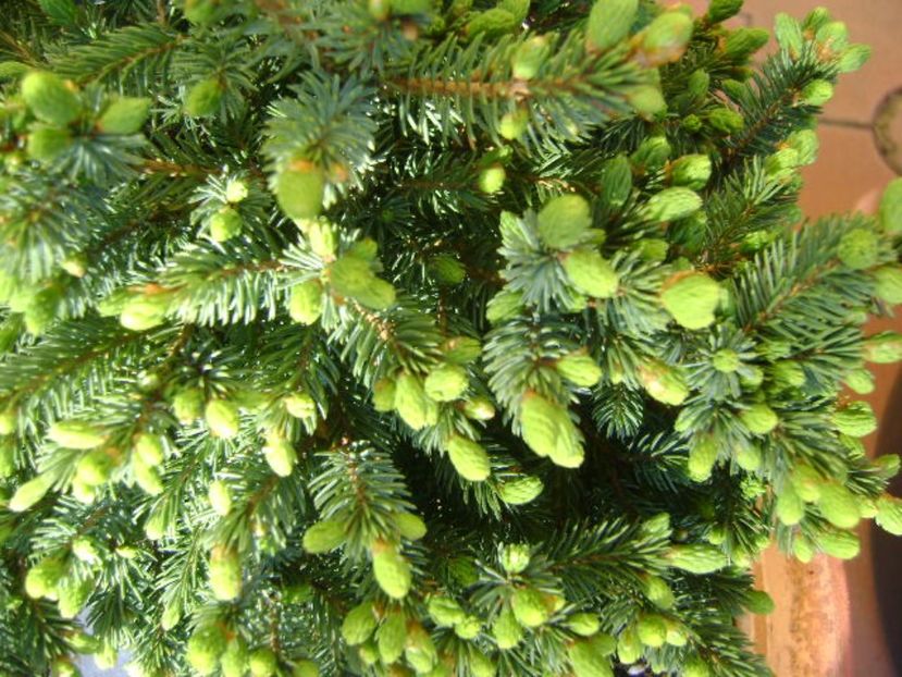 Picea abies Little Gem, muguri - Primavara 2017