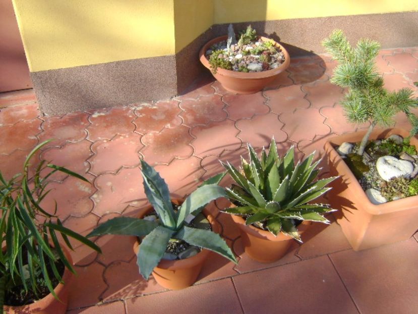 Agave - Primavara 2017