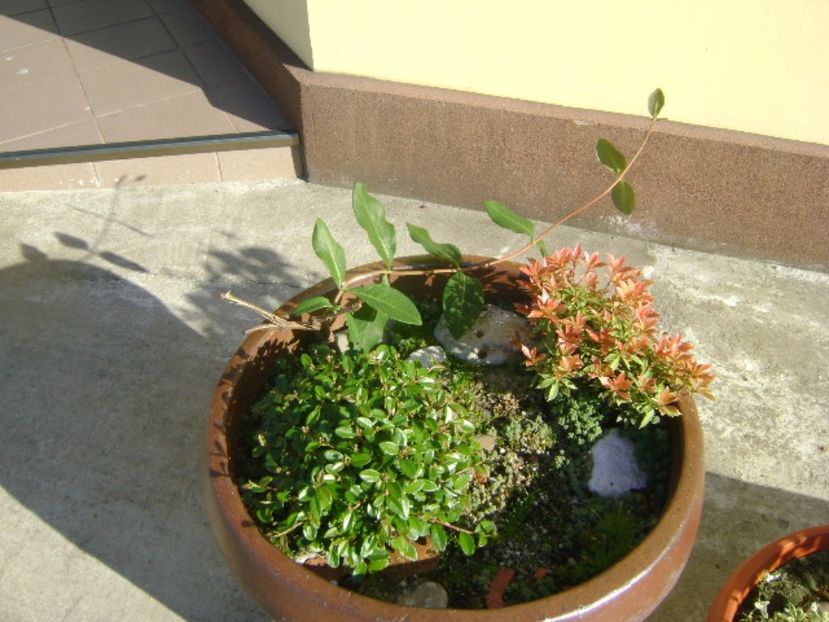 Pieris japonica & Cotoneaster & Lonicera sempervirens Dropmore Scarlet - Primavara 2017