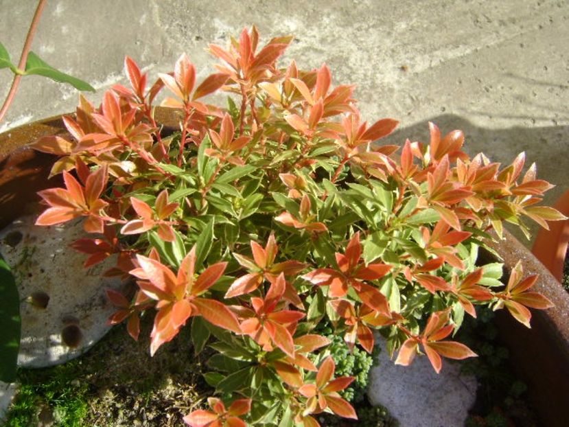 Pieris japonica - Primavara 2017