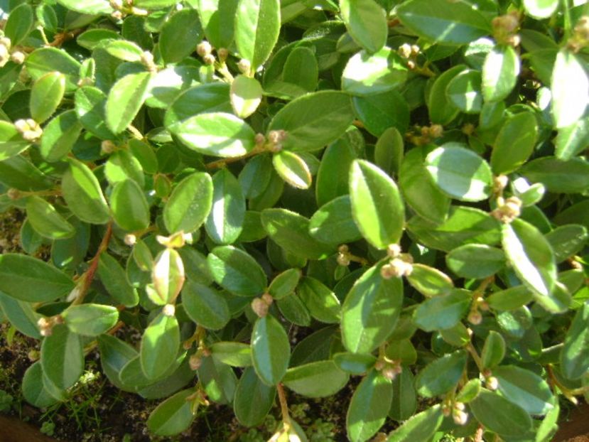 Cotoneaster, boboci - Primavara 2017