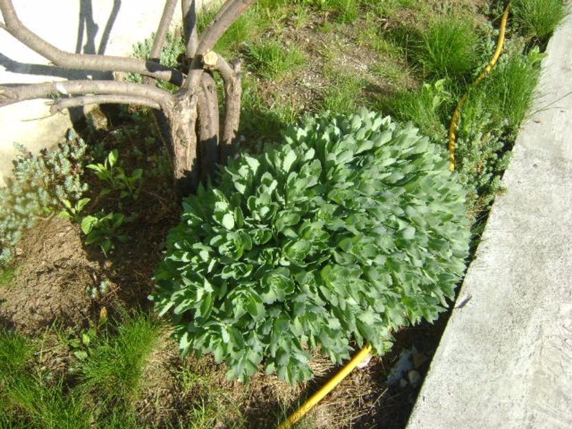 Sedum spectabile - Primavara 2017