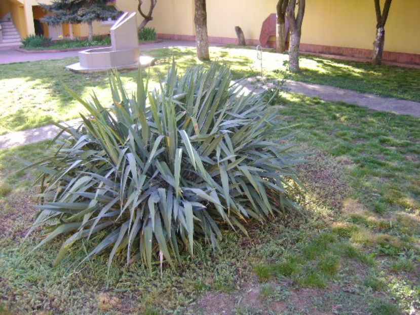 Yucca filamentosa - Primavara 2017