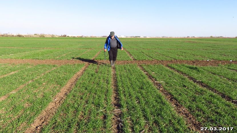  - 28-03-2017 - 1 tratament foliar Dl Ing Octavian Guler