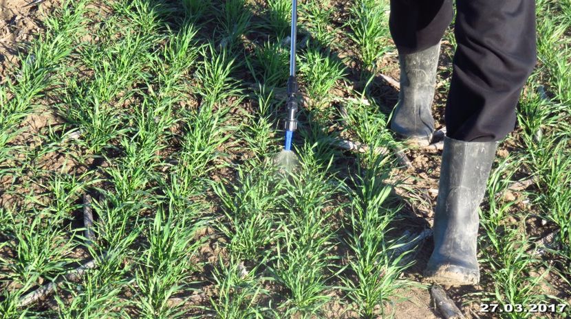  - 28-03-2017 - 1 tratament foliar Dl Ing Octavian Guler