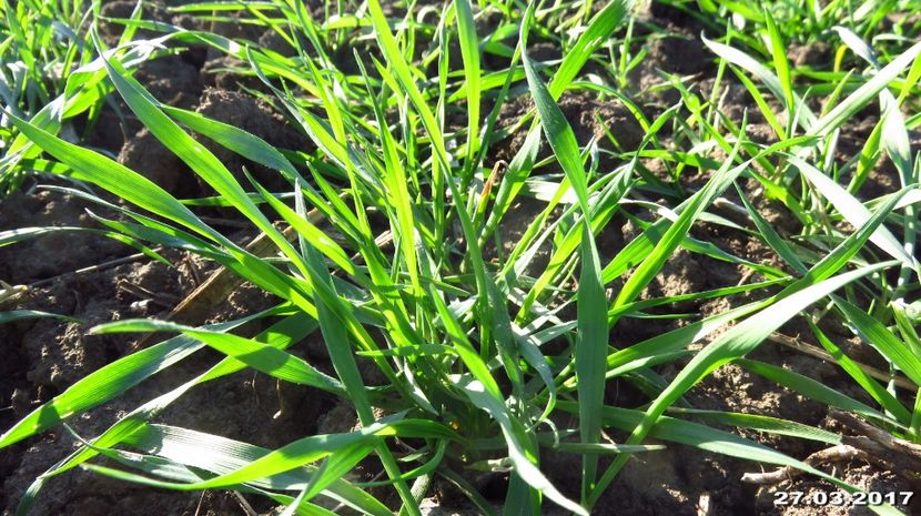  - 28-03-2017 - 1 tratament foliar Dl Ing Octavian Guler