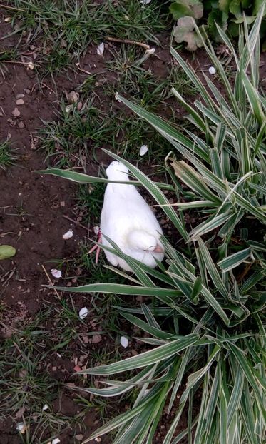 nuante de primavara - 00 -Contact