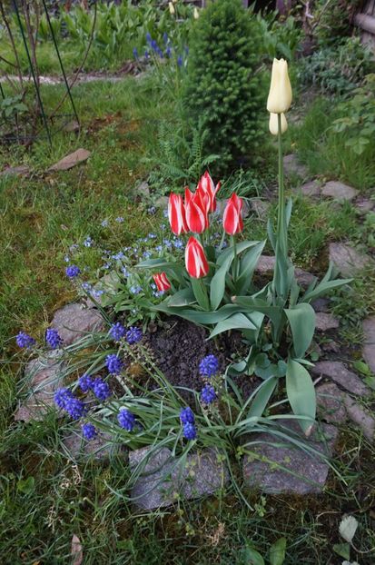  - 2017 Gradina