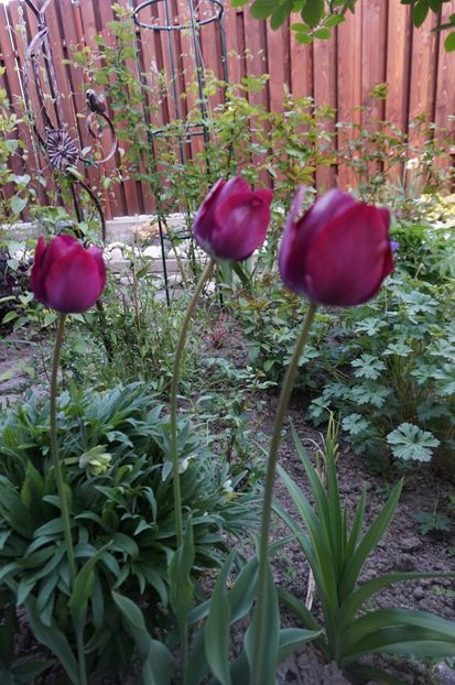  - 2017 Gradina