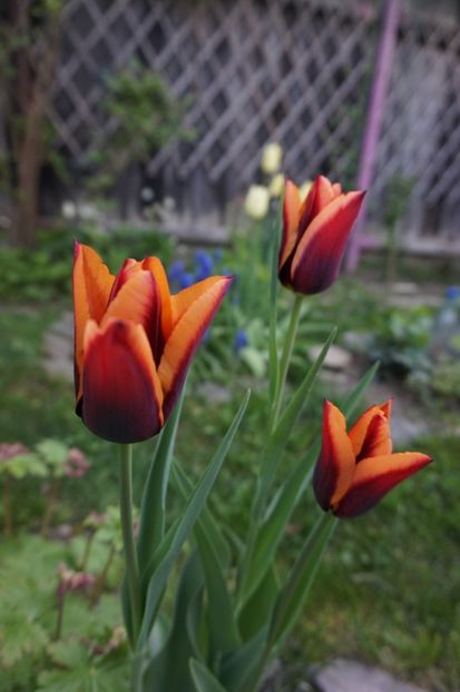 Slawa - 2017 Gradina