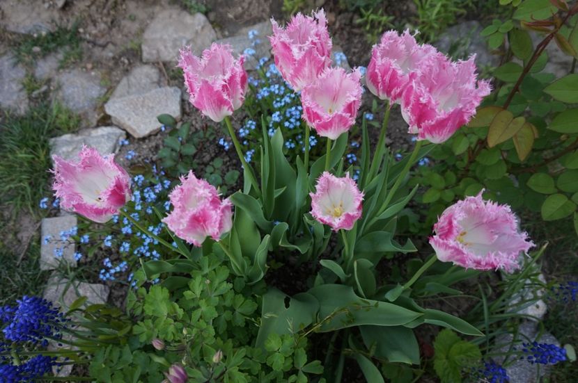  - 2017 Gradina