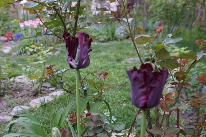  - 2017 Gradina