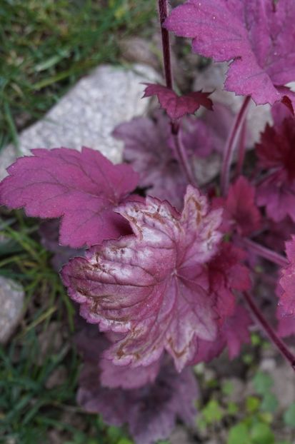  - Heuchera 2017