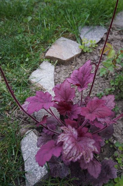 Plum Royale - Heuchera 2017