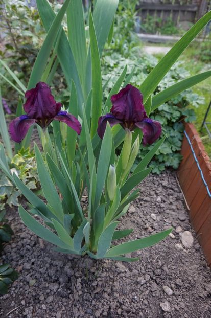 Cherry garden - Irisi 2017