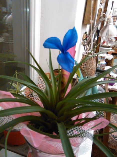  - Bromelia tillandsia cynaea