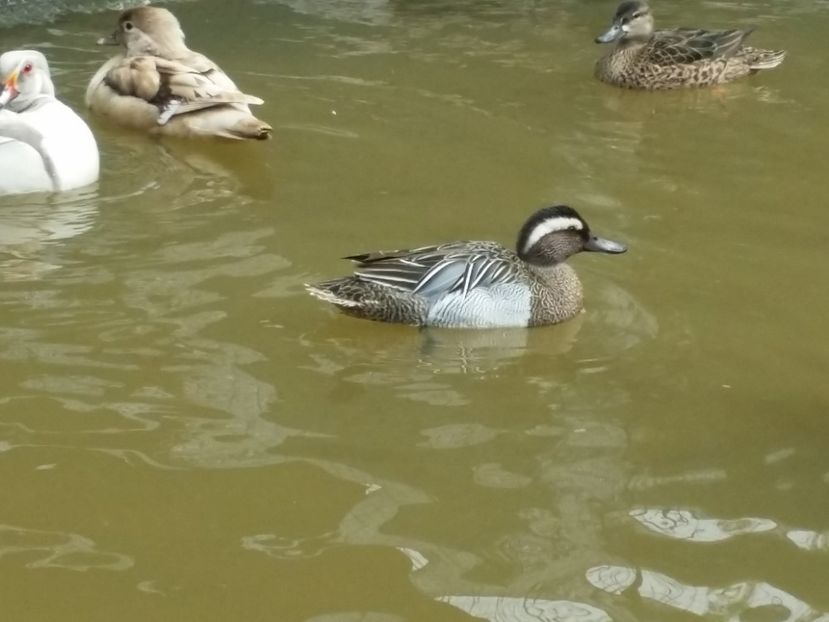  - rata caraietoare europeana