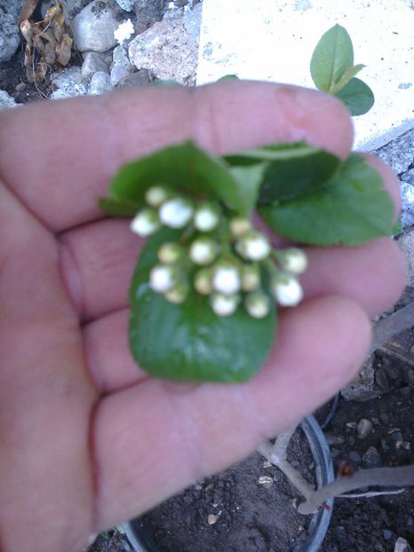 Fotografie0301 - 0 Arbusi fructiferi exotici 2017-2018