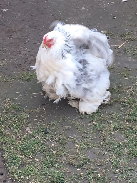  - COCHI PITIC HERMINAT DESCHIS 2018 - 2 familii