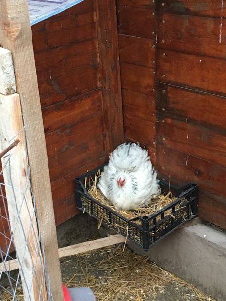  - COCHI PITIC HERMINAT DESCHIS 2018 - 2 familii