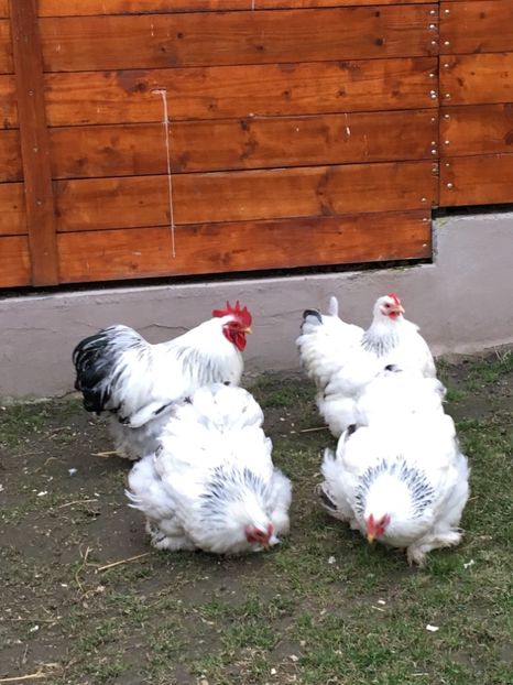  - COCHI PITIC HERMINAT DESCHIS 2018 - 2 familii