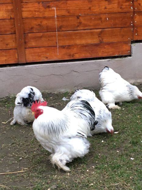  - COCHI PITIC HERMINAT DESCHIS 2018 - 2 familii