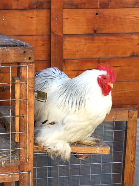  - COCHI PITIC HERMINAT DESCHIS 2018 - 2 familii