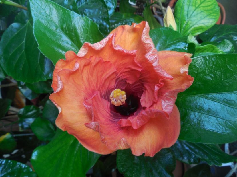  - Tahitian Dark Congo