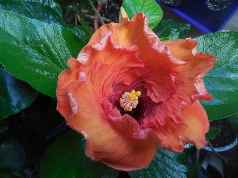  - Tahitian Dark Congo