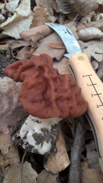  - Gyromitra esculenta