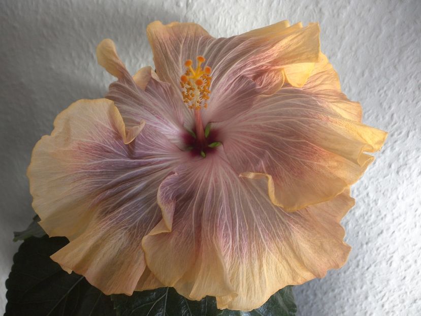 WIN_20170427_085753 - 02Hibiscus