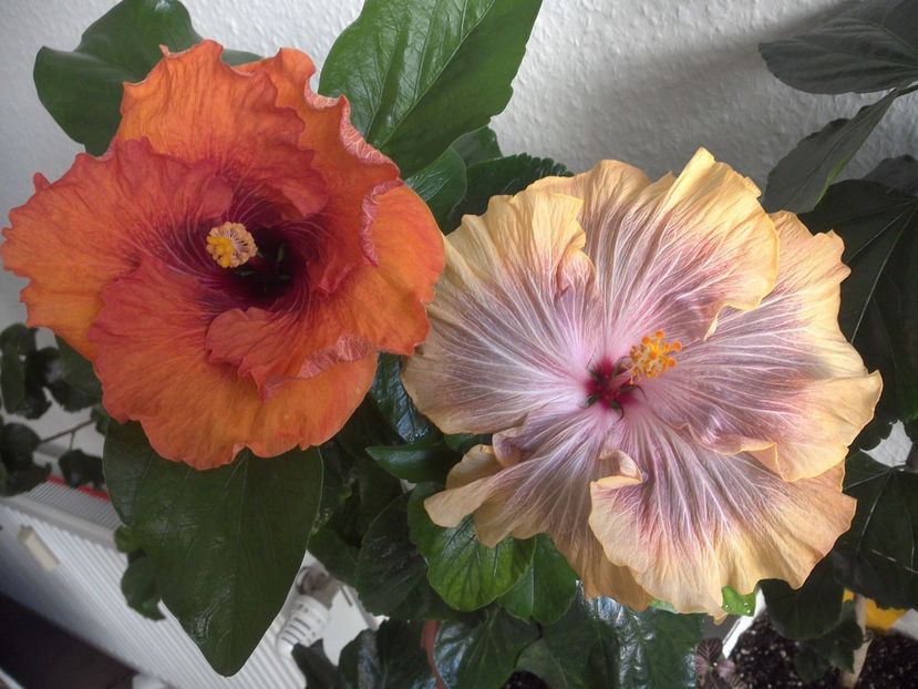 WIN_20170427_085627 - 02Hibiscus