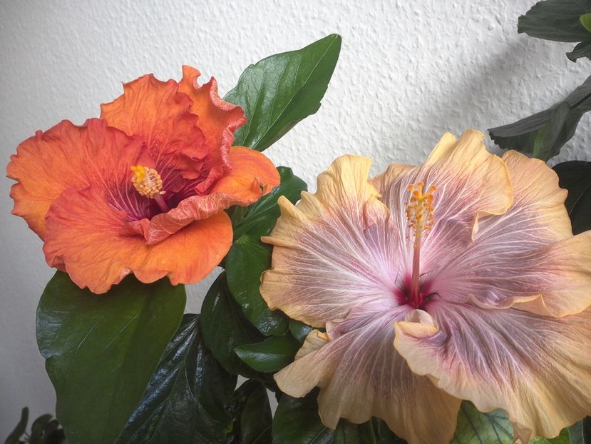 WIN_20170427_085656 - 02Hibiscus