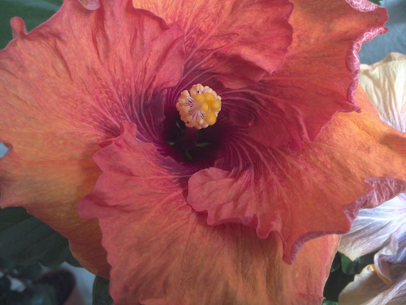 WIN_20170427_085529 - Tahitian Dark Congo