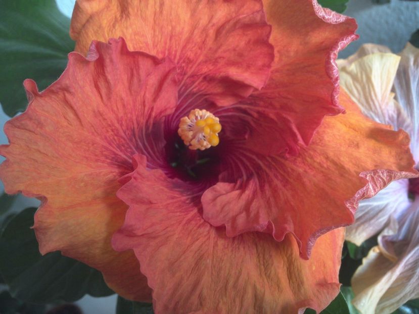 WIN_20170427_085550 - Tahitian Dark Congo